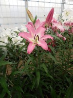 [4179 Macerata VH No01.JPG]